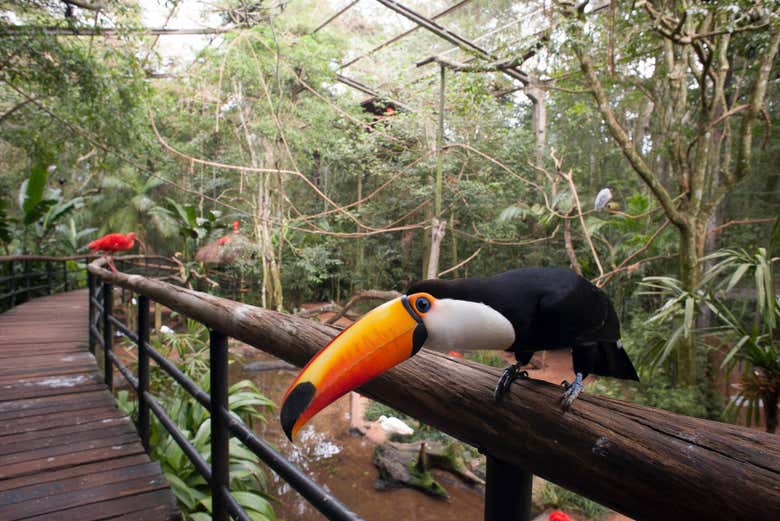 Tucano no parque